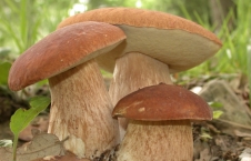 Як, де і коли шукати гриби на Закарпатті (ІНТЕРАКТИВНА КАРТА) ||  MUKACHEVO.NET